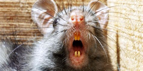 Ugly Rat Pictures Pictures, Images and Stock Photos